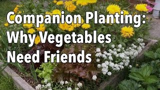 The Complete Guide to Companion Planting