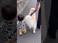 お子と愛犬とのんびり散歩　 shorts ピレゴル　 ゴールデンレトリバー グレートピレニーズ 散歩　 桜