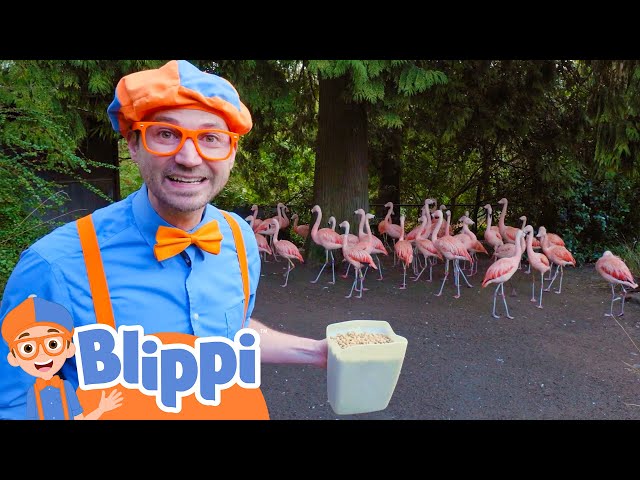 Blippi Feeds & Plays With Animals At The Zoo | Animals For Kids ...