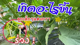 มันเกิดอะไรขึ้นกับแตงกวา 30 วัน ลูกเล็กๆร่วง | เกษตรสร้างรายได้ | บ่าวยุทธพาจ้วด