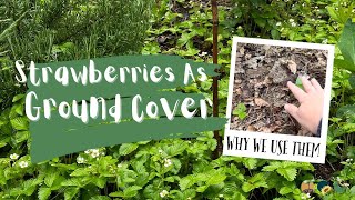 Why We Use Strawberries As Ground Cover In Our Food Forest