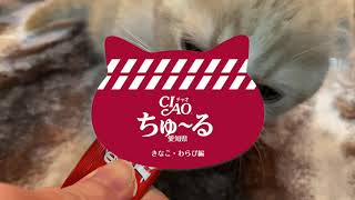 今更ながらCIAOちゅ～るのCM風動画を作ってみた【スコティッシュフォールド】【猫】