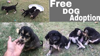 Free Dog Adoption in Moradabad | 3 Puppy Available For Adoption | Free Mein Dogs | Puppy Available