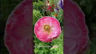 Good morning #poppy #springgarden #可愛い