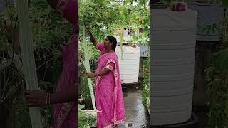 చాలా సంతోషంగా ఉంది #shorts #youtubeshorts #gardening