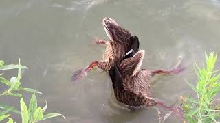 Mallards are Dabbling Ducks