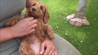 australian labradoodle puppys 8 weeks