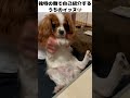 独特の舞で自己紹介するうちの愛犬びび🐶 キャバリア キャバリアキングチャールズスパニエル cavalier cavalierkingcharlesspaniel 犬のいる生活 いぬ