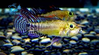 2/9【DC短鯛坊】WF1裘諾公主短鯛 No.M12【DwarfCichlids】