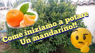 Potiamo una pianta di Mandarino....🍊🍊🍊