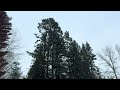 @trinamason films slow motion snow falling february 5 2025 4 20pm hrd live action washington state