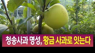 R]청송사과 명성, 황금 사과로 잇는다. / 안동MBC