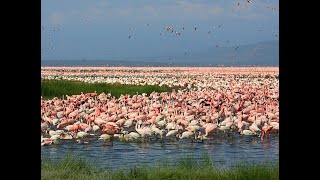 Africa's famous national parks: Lake Nakuru ranked one of the world's most colorful lakes