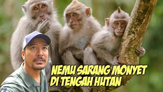 NEKAD !! MASUK SARANG MONYET DI TENGAH HUTAN