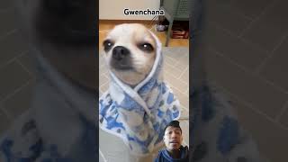 Gwenchana 🤑 #dog #chihuahua #cute #puppy #pets #dogshorts #reaction