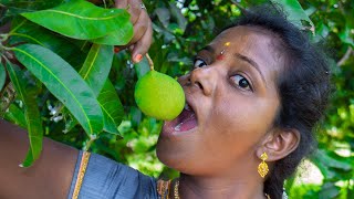 மாங்காய் திருட்டு | Mango Stealing | Village Hunting | Village Super Cooking