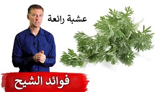 فوائد عشبة الشيح