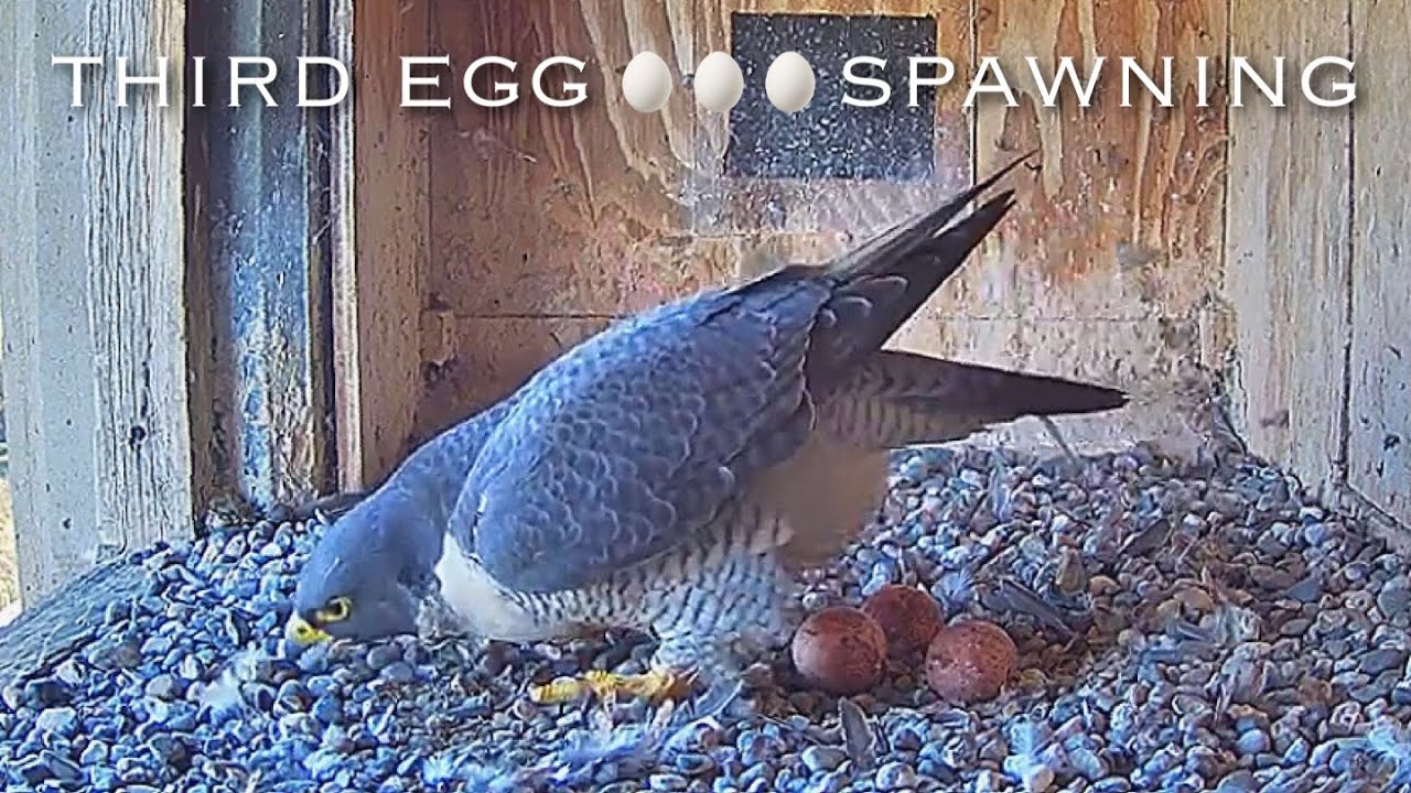 4рџ Falcon Nest пјџbox Camera Falconcam Project Live Youtube