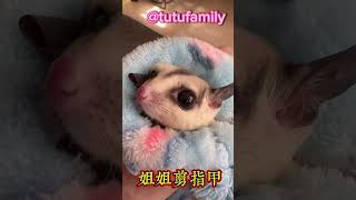 姐姐剪指甲  叻叻豬👍🏼【蜜袋鼯的生活日常】【 Sugar Glider 】【フクロモモンガ】【ชูการ์ไกลเดอร์ครับ】【 슈가글라이더 】 @tutufamily