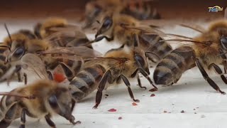 Lebah Madu | Hewan Serangga Penghasil Madu #lebahmadu #laguanak #alamsemenit