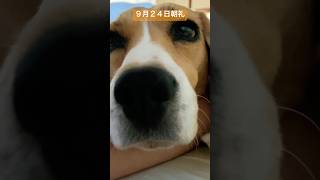 ９月２４日の朝礼に参加するビーグル犬#ビーグル#beagle