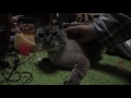 【jean 0505】ジャンくんは朝もやって来る　起きてよ〜！　元野良猫の保護里親記録 jean a former stray cat.