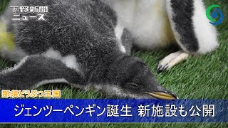 那須どうぶつ王国 ジェンツーペンギン誕生 新施設も公開