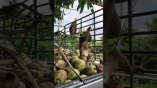 Coconut Picking: A Real Monkey Business