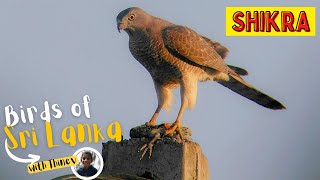 SHIKRA | Birds of Sri Lanka with Thinev | Little Banded Goshawk | Sound / Call