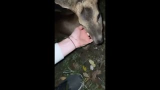 Lady Comes Across a Deer Laying on the Ground, Pets It Then Helps It Cross the Fence