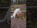 big dog trying to climb a rock dog