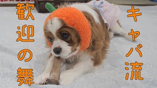 【めちゃカワｗ】スヌード付けっぱなしで姉の帰宅を大歓迎するキャバリア子犬ｗ【Cavalier puppies are welcome】