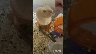 ミルワーム大好きなハム Hamster who loves mealworms #Shorts