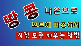 [텃밭농부.534]  땅콩모종을 포트에 파종하여 직접 키우기.3월.텃밭농사