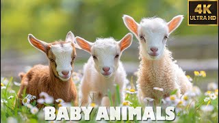Baby Animals - Amazing World Of Young Animals 🌿 4K Relaxation Film (60FPS) & For