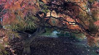 Autumn colors in my garden 秋色滿園 - October 26, 2019