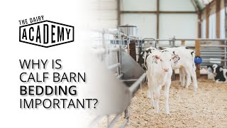 Why is calf barn bedding important?