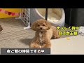 多頭飼　ロコモコchannel ep32 ご飯の時間だよ❤︎