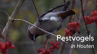 Pestvogels in Houten #1128