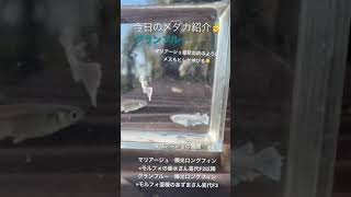 今日のメダカ紹介 2021/11/17 グランブルー