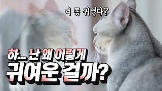 [ENG SUB] 고양이가 귀여운 과학적 이유