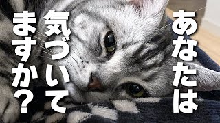 猫が「甘えたい」と思っている仕草7選｜猫の気持ち【保護猫】