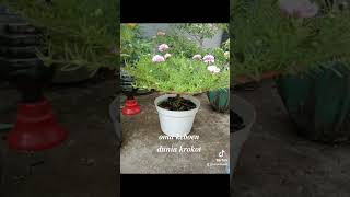 Kreasi Krokot Tumpuk Mossrose #gardening #mossross #bonsai