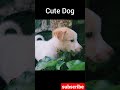 Trending cute dogs funny moment viral clips😂😆. #shorts #funnyshorts #viralshorts