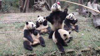 The 2017 Class @Chengdu Panda Base Dec. 11, 2019 幼年園パンダ釣り1班