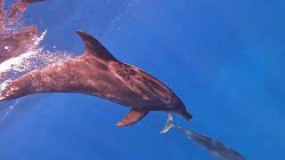 小笠原諸島・父島のイルカ