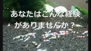 レッドビーシュリンプの飼育方法『初心者でも繁殖できる方法がすごい！』