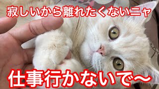 仕事に行って欲しくなくて甘える子猫が可愛い【ミヌエット】