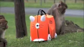 Tipu meets the monkeys at Longleat