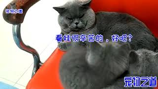 【宠物之道】让胖公猫看几只猫宝宝，它困得睁眼打呼噜：去哪儿能买到后悔药？